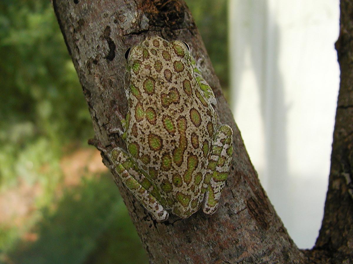 Barking Tree Frog