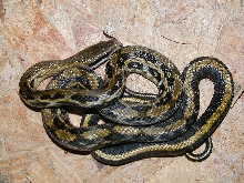 Tiwan Beauty snake