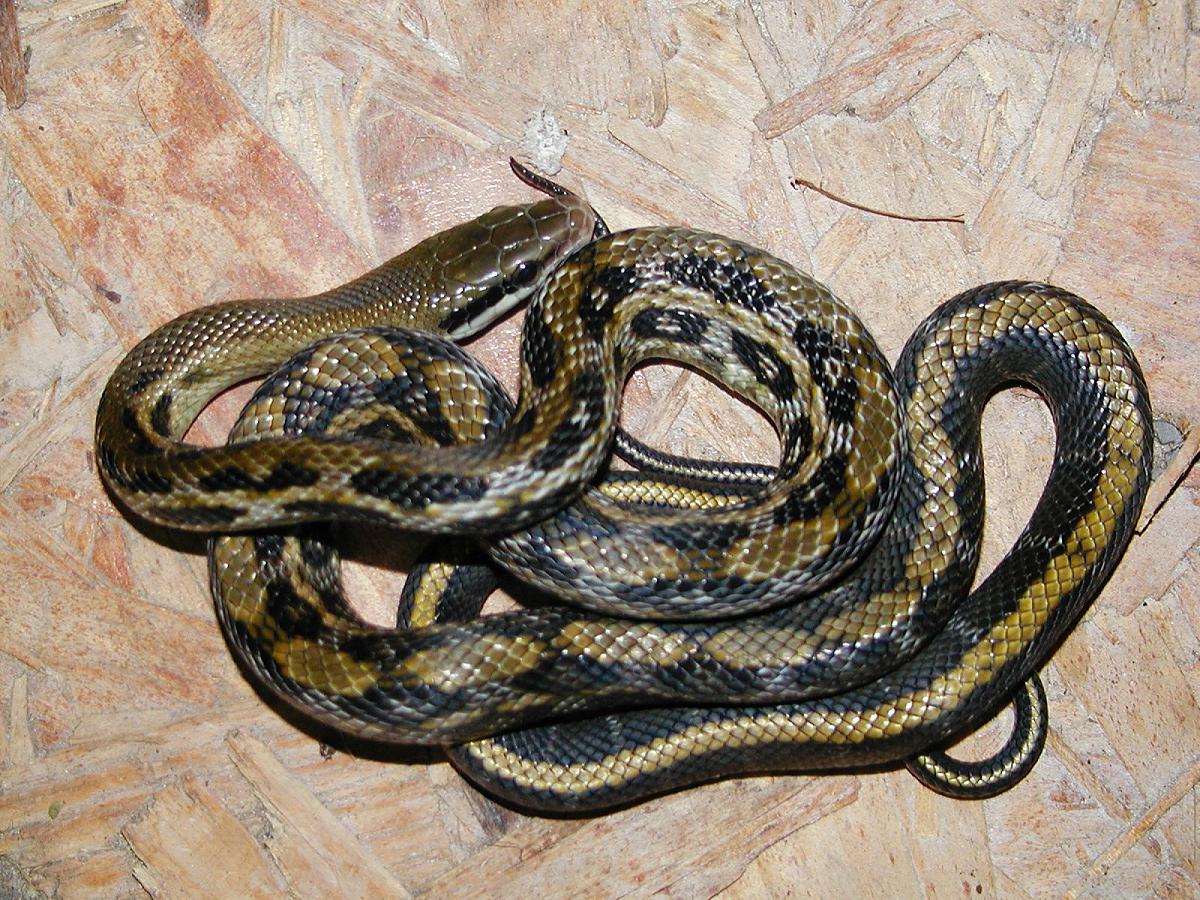 Tiwan Beauty snake