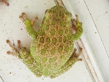 Barking Tree Frog