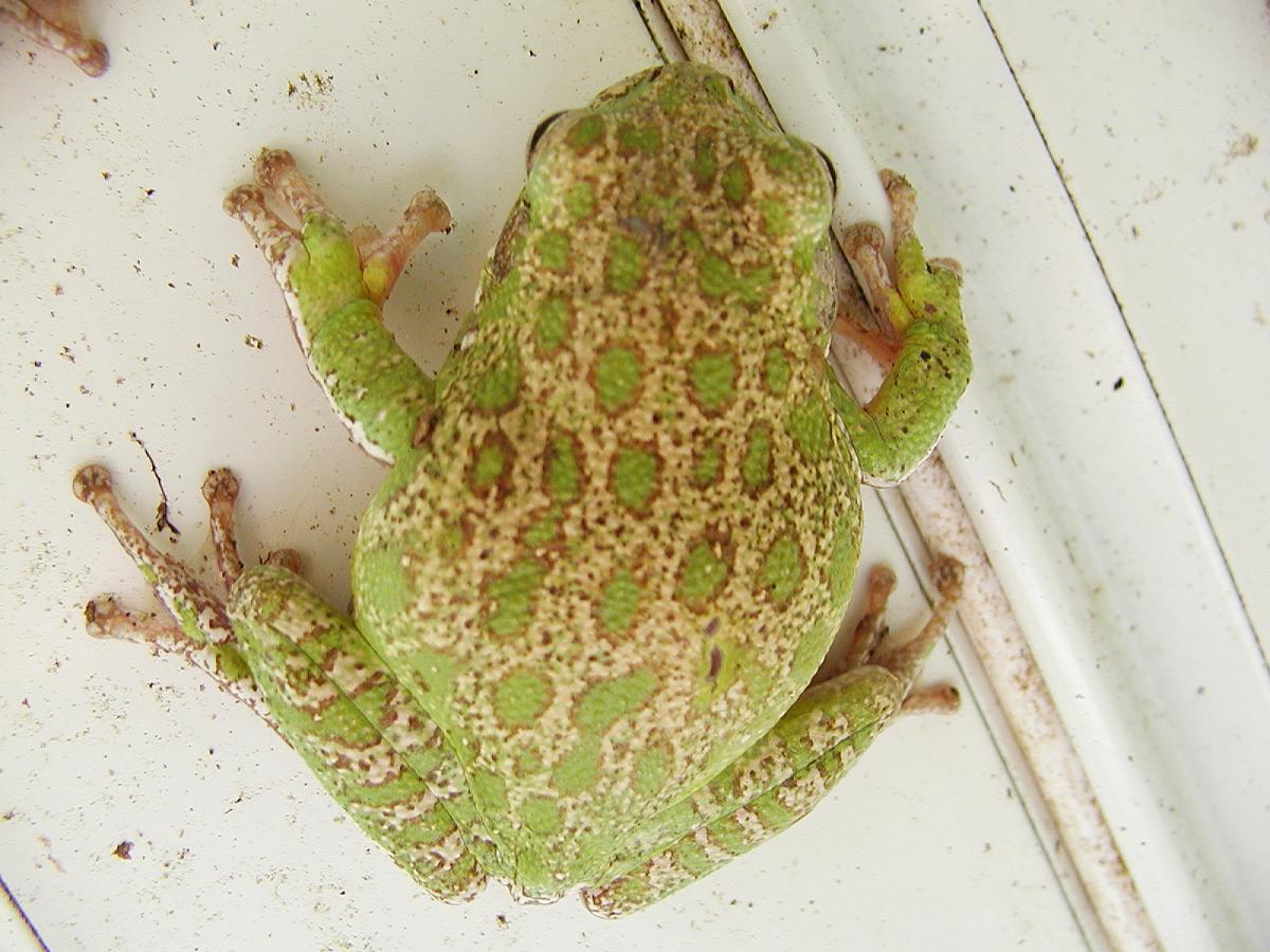 Barking Tree Frog
