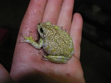 Barking Tree Frog