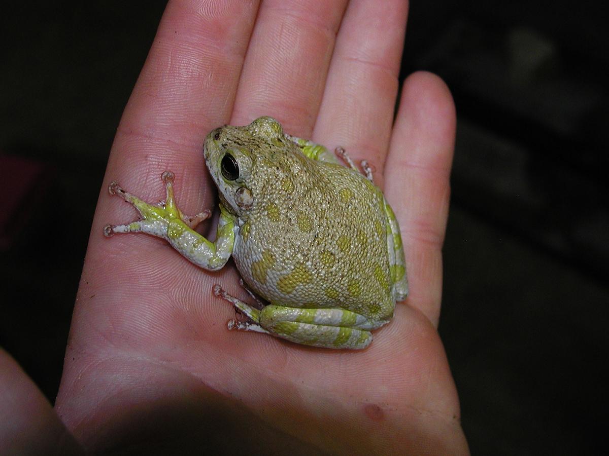 Barking Tree Frog