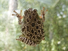 Barking Tree Frog