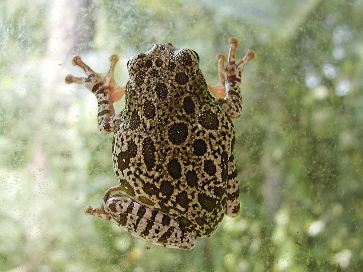 Barking Tree Frog