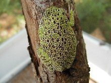 Barking Tree Frog