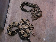 Two male boa constrictors