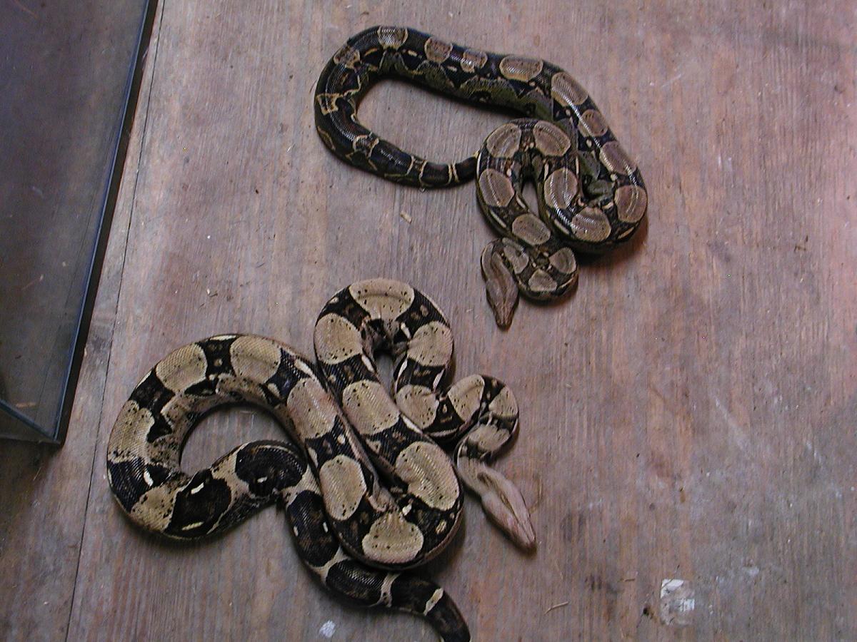 Two male boa constrictors