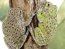 Barking Tree Frog
