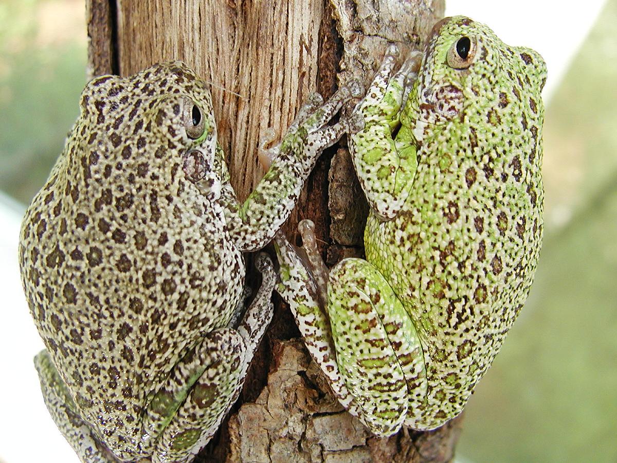 Barking Tree Frog