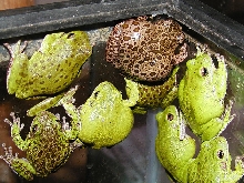 Barking Tree Frogs