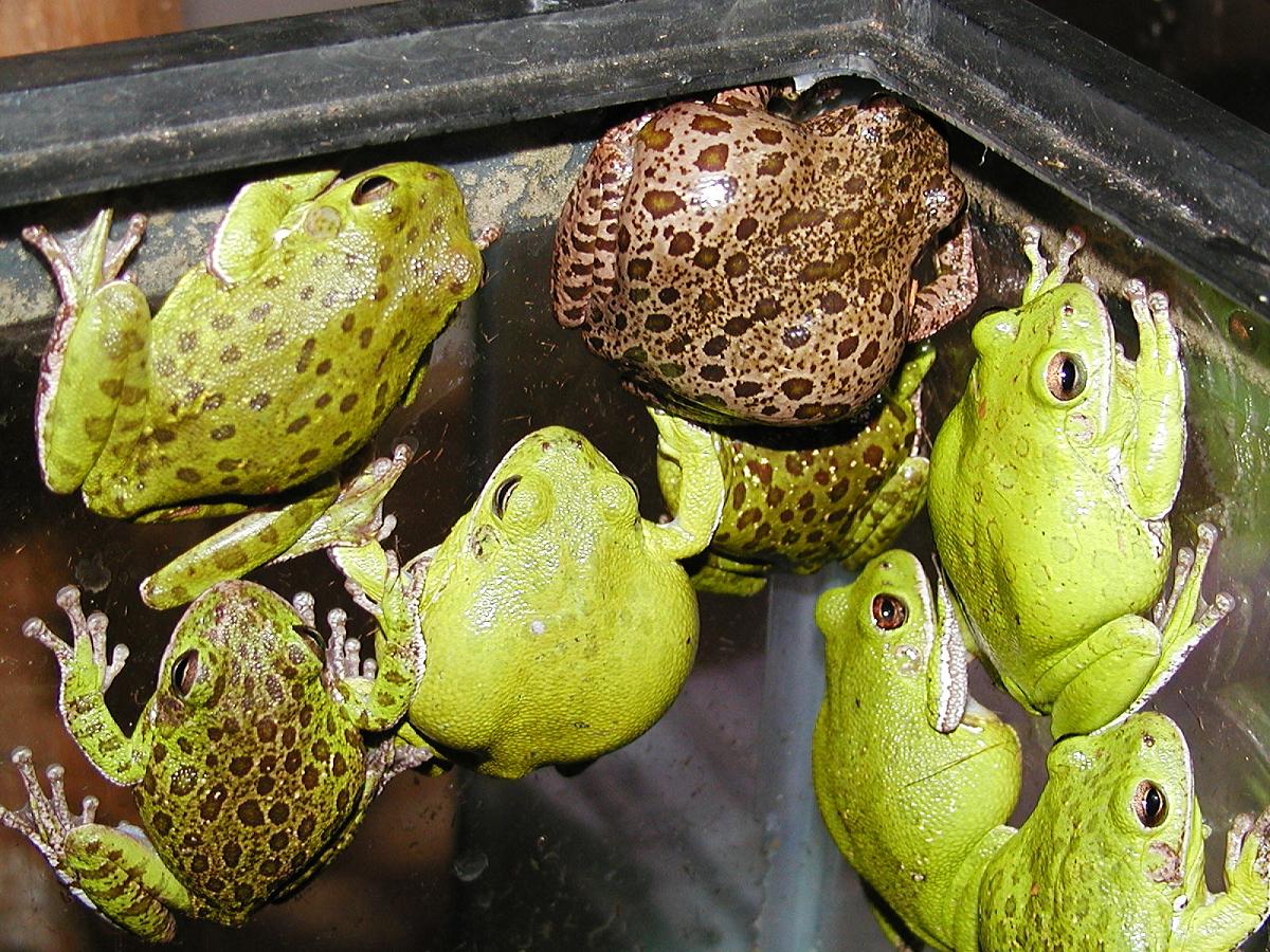 Barking Tree Frogs