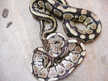 Ball Pythons