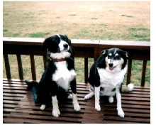 The Border Collie Kids