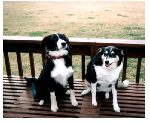 The Border Collie Kids