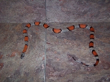 grayband female