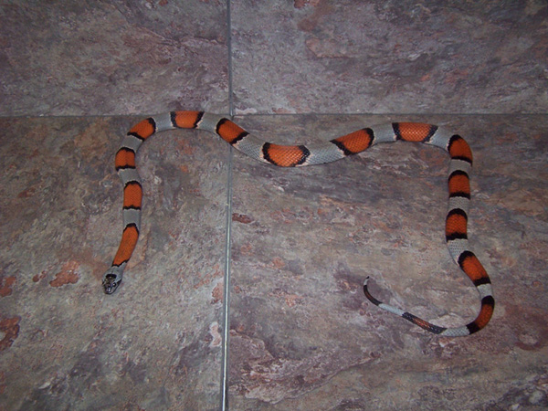 grayband female