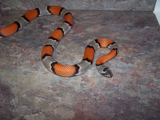 grayband male