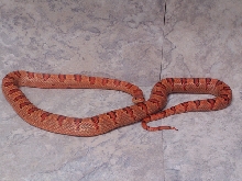 02 female Thayeri