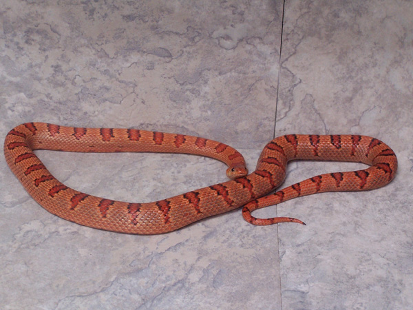 02 female Thayeri