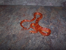05 hypo motley male