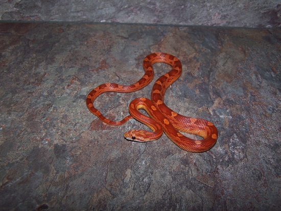 05 hypo motley male