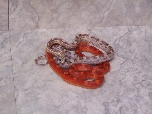 05 hypo motley and ghost motley