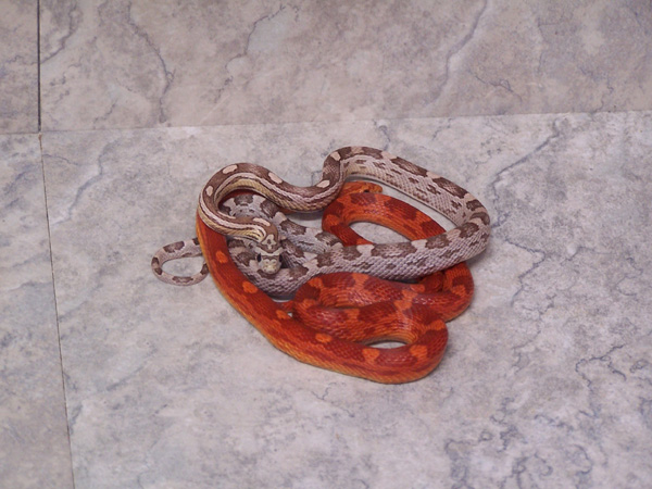 05 hypo motley and ghost motley