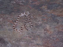 ghost corn het. motley