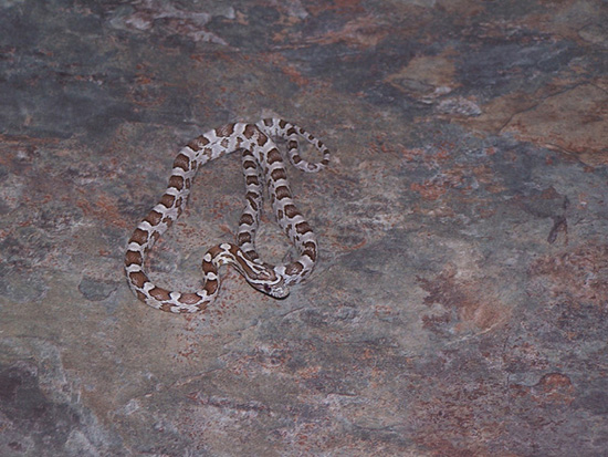 ghost corn het. motley