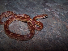 05 male normal motley