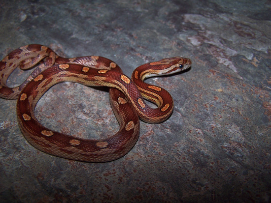 05 male normal motley