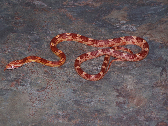 05 female albino motley