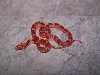 06 albino motley cornsnake