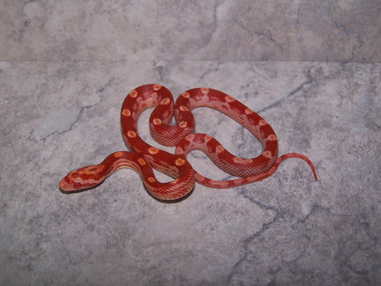 06 albino motley cornsnake