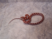 hypo. het lavender cornsnake