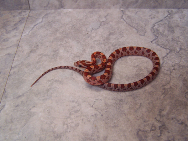 hypo. het lavender cornsnake