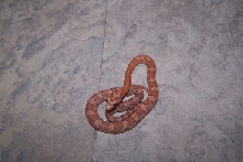 06 hypo lavender