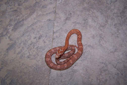 06 hypo lavender
