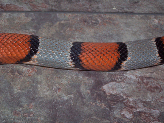 grayband closeup