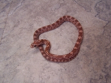 06 hypo. lavender cornsnake