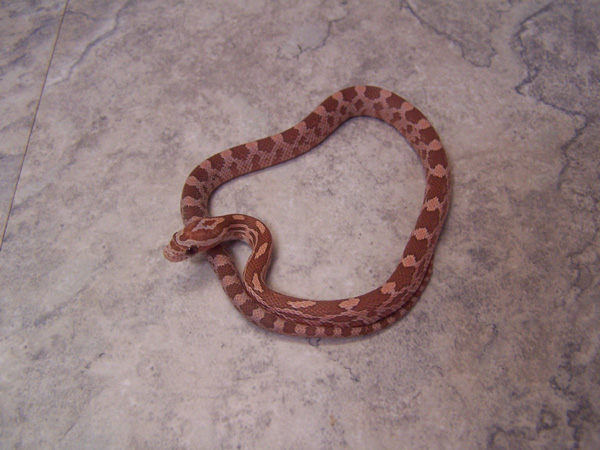 06 hypo. lavender cornsnake