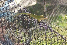 Anole