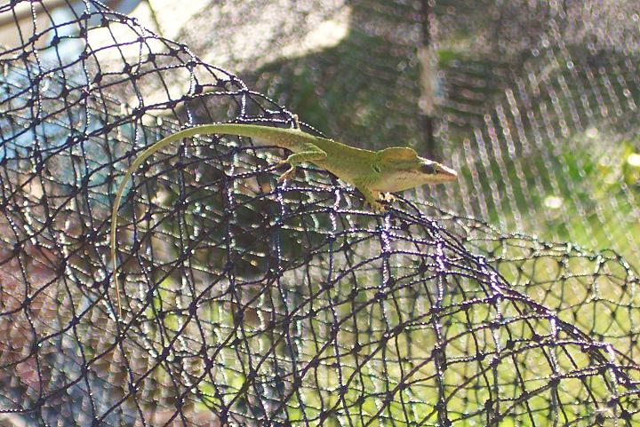 Anole