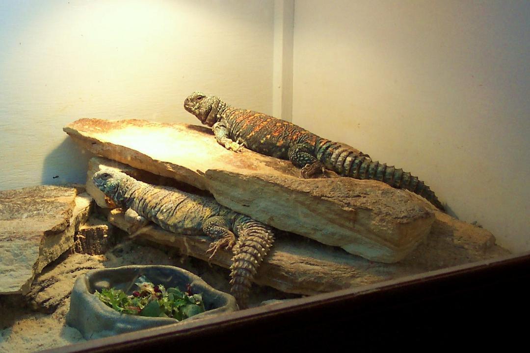 Ornate Couple