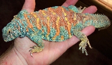 Pele