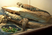 Fireball and his Lady