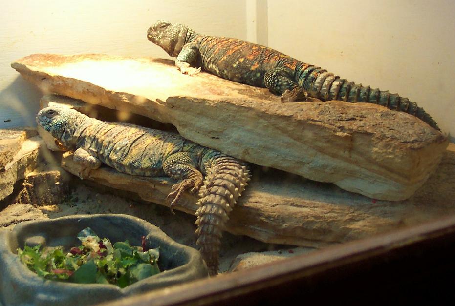 Fireball and his Lady