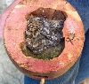 Nest Contents