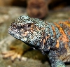 Ornate Female